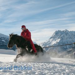 ski joring Icelandic horses Valais Switzerland